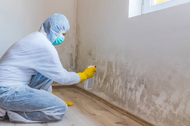 Best Biohazard Mold Removal  in Bayonne, NJ