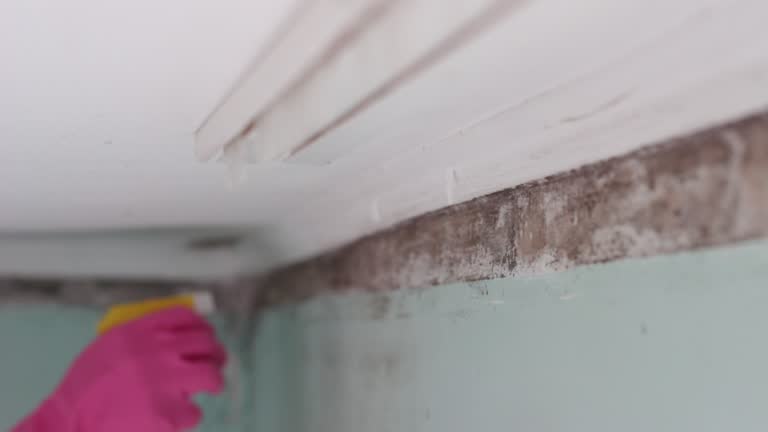 Best Air Quality Testing for Mold Spores  in Bayonne, NJ